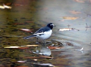 セグロセキレイ 大江川緑地 2019年11月26日(火)