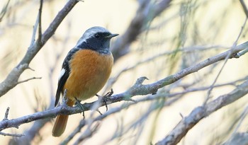 Daurian Redstart 東京都多摩地域 Mon, 11/25/2019