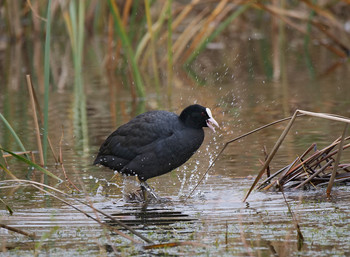 Eurasian Coot