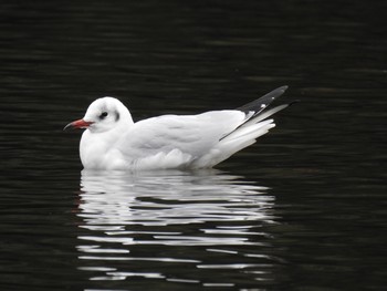 ユリカモメ 大宮公園 2019年11月28日(木)