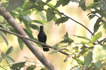 Shining Flycatcher オーストラリア,ケアンズ～アイアインレンジ Wed, 10/16/2019