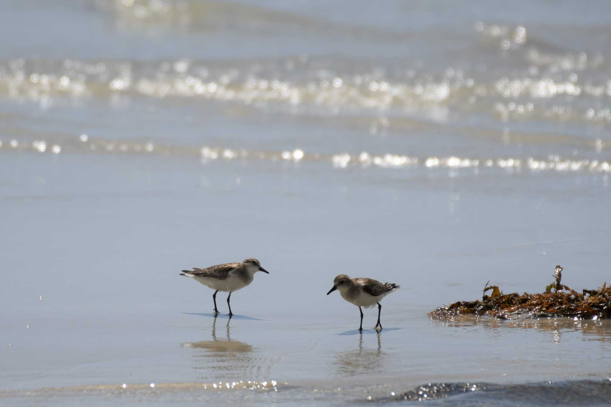 Red-necked Stint