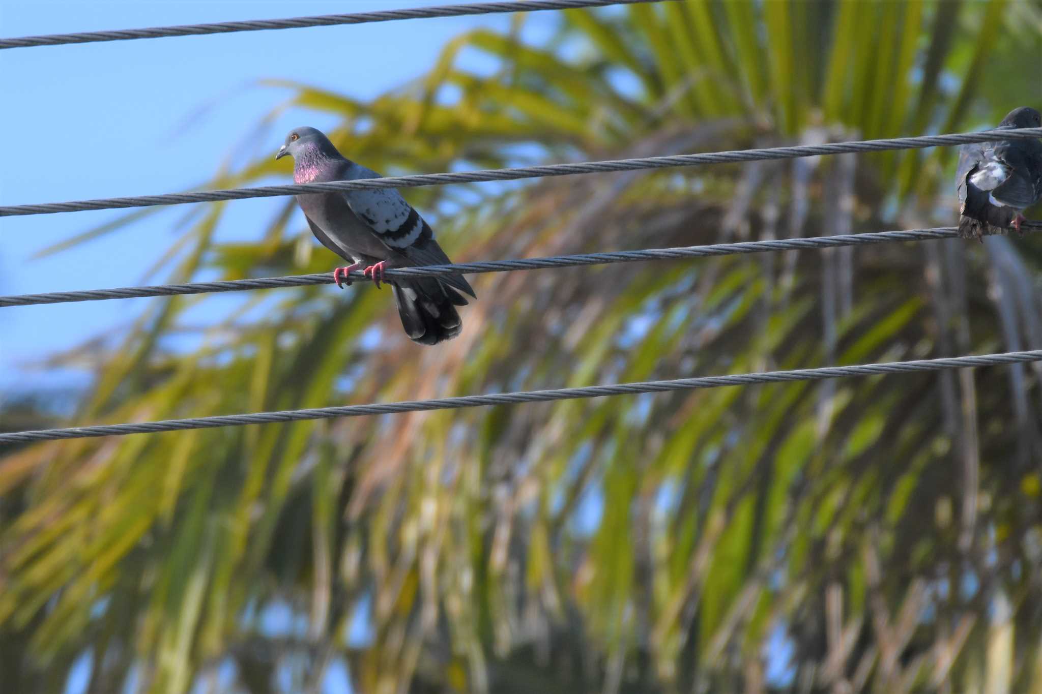 Rock Dove