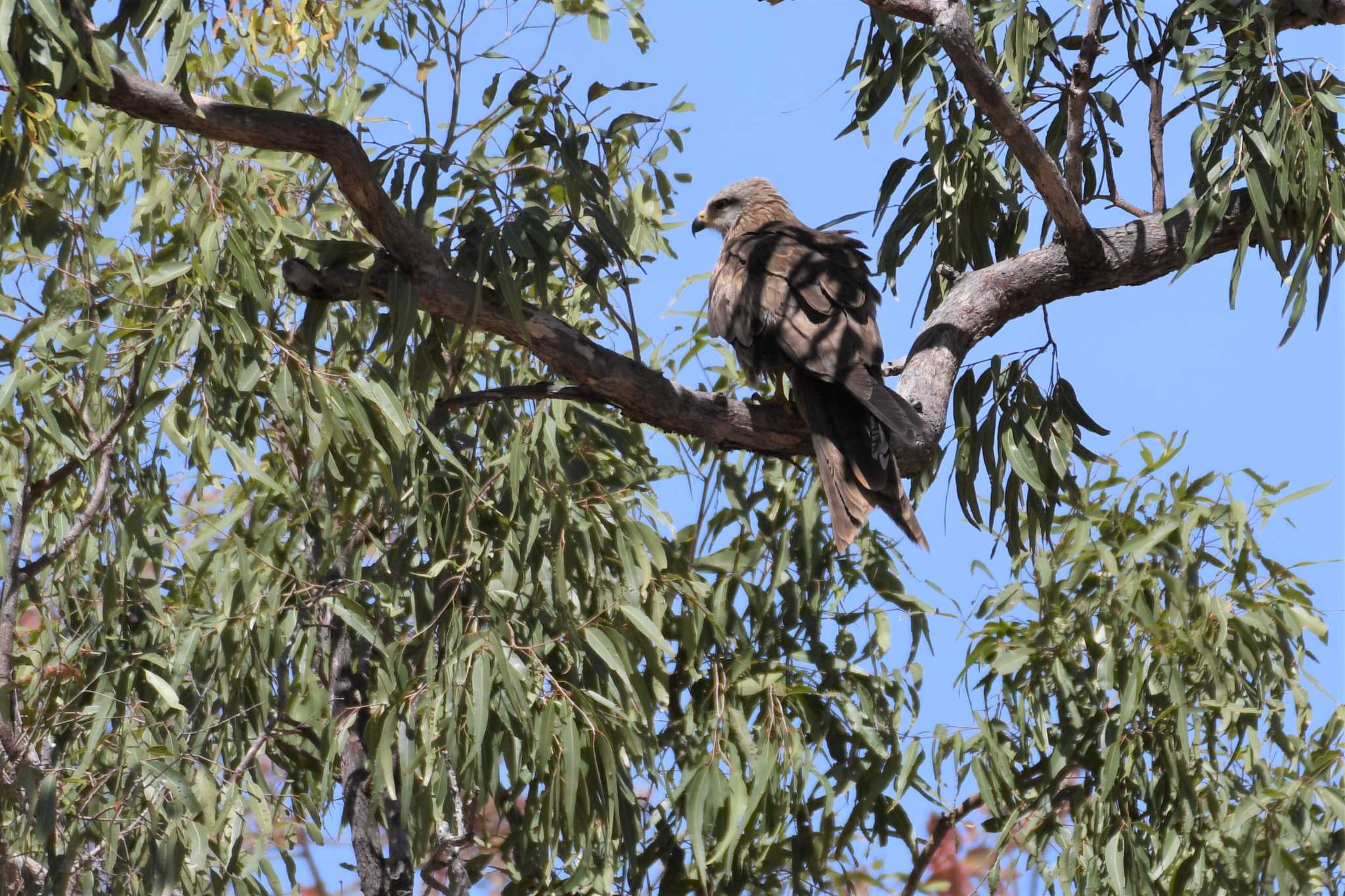 Photo of Black Kite at オーストラリア,ケアンズ～アイアインレンジ by でみこ