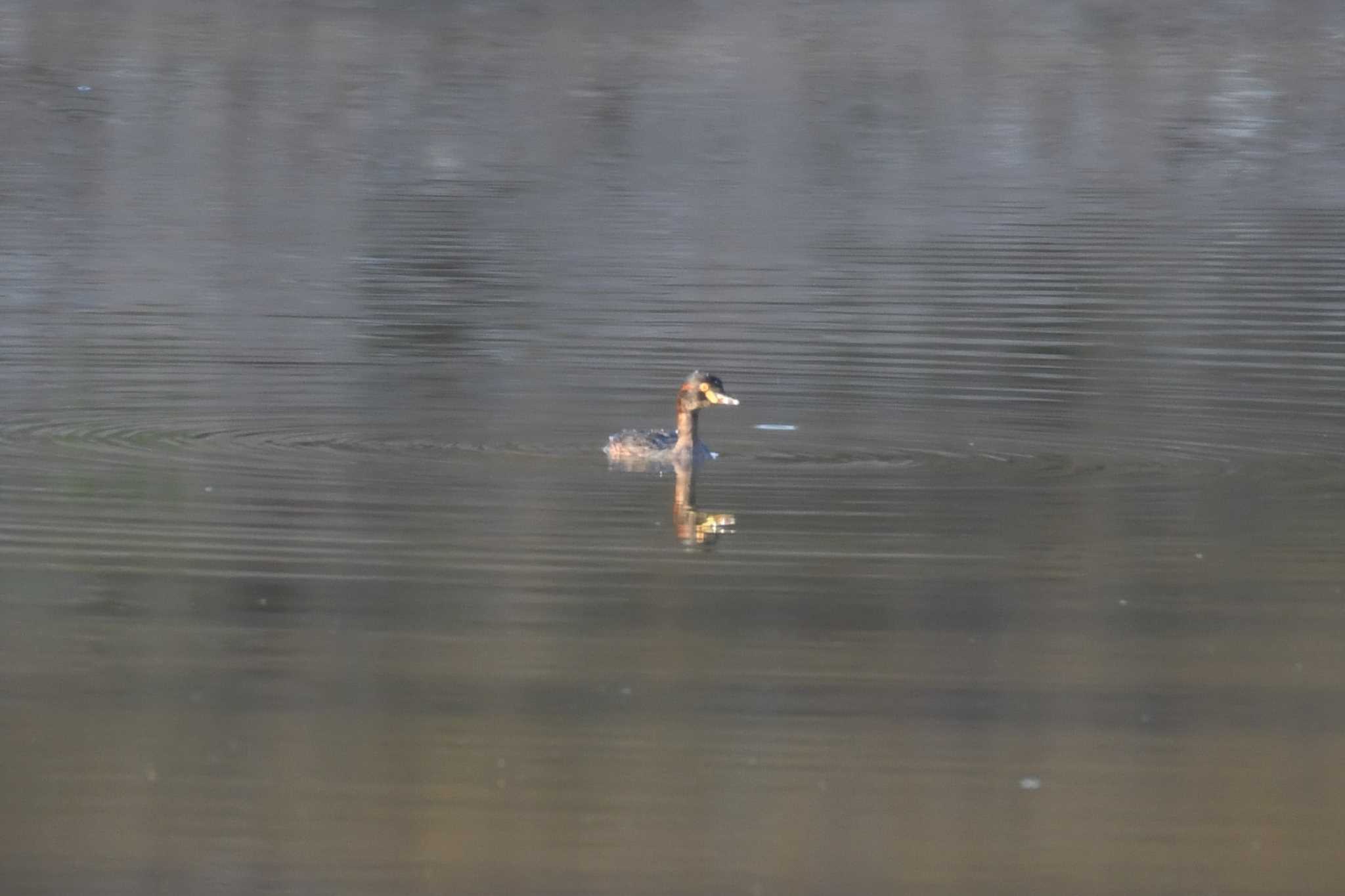 Photo of Australasian Grebe at オーストラリア,ケアンズ～アイアインレンジ by でみこ