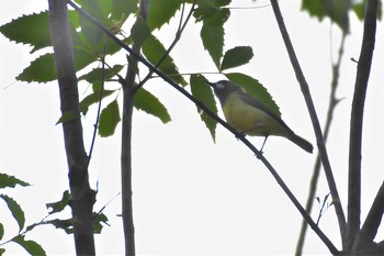 ノドグロセンニョムシクイ