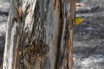 White-throated Gerygone