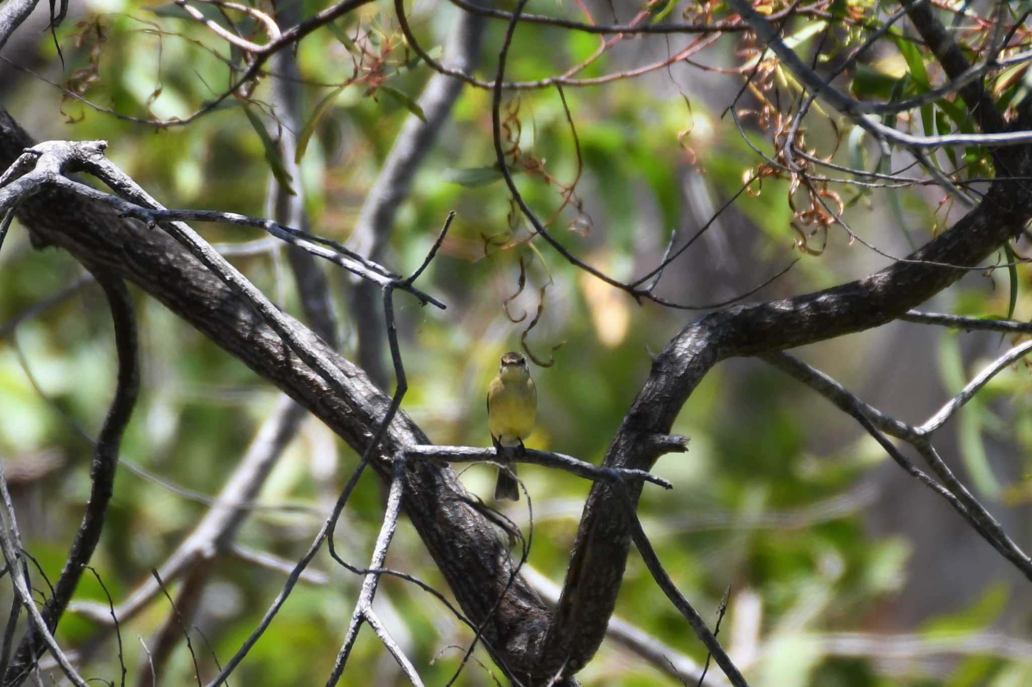 White-throated Gerygone