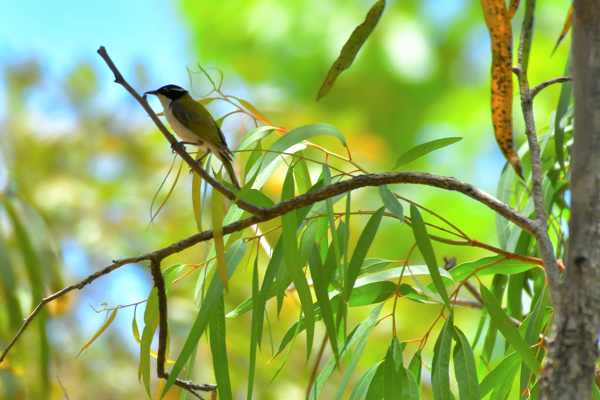 White-throated Honeyeater