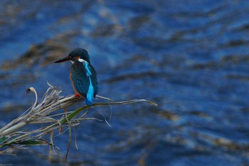 カワセミ 野川 2019年11月6日(水)