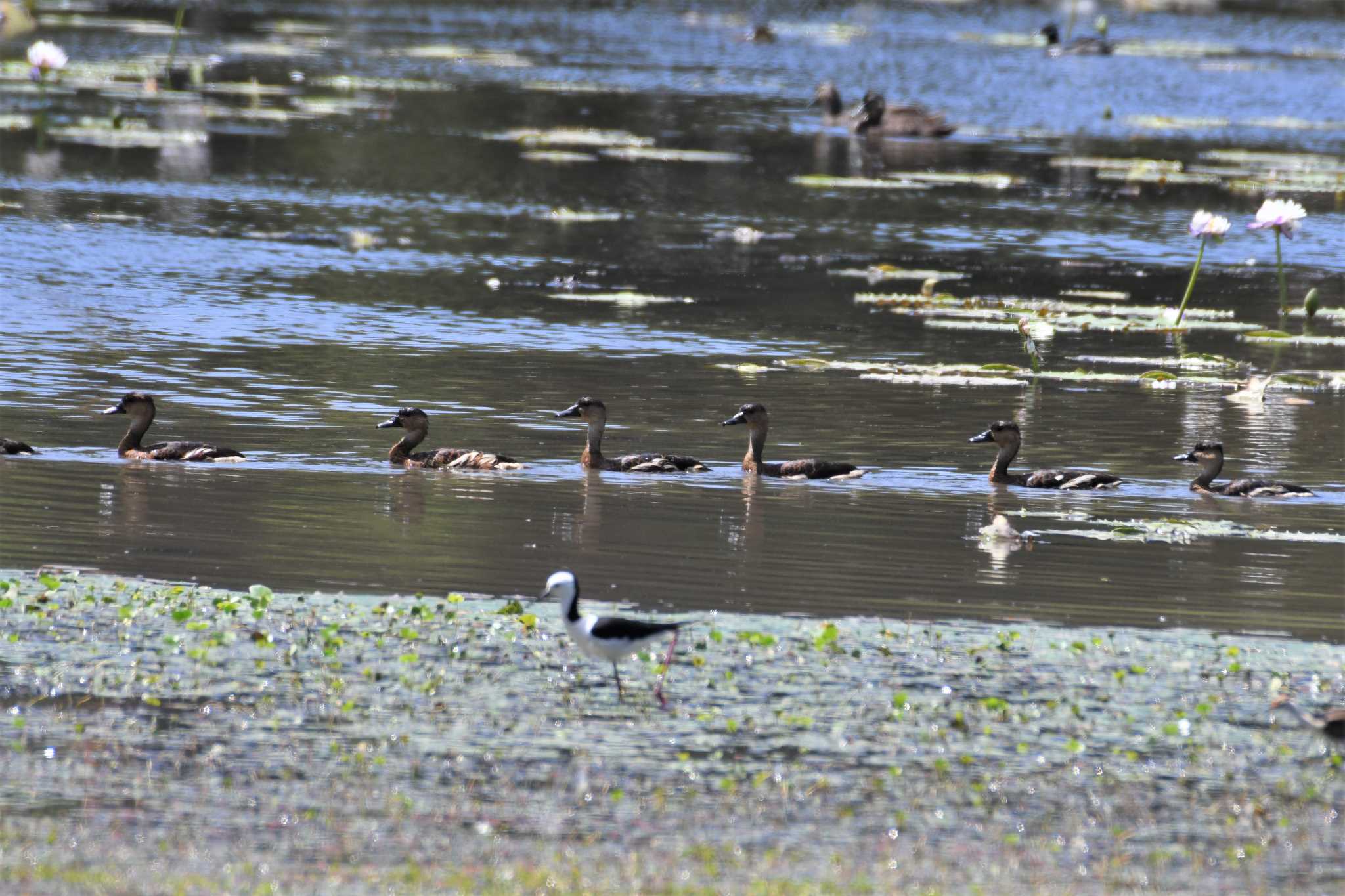 Grey Teal