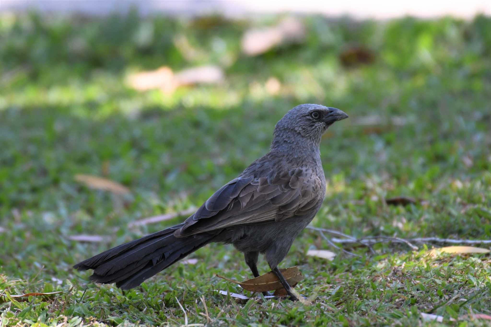 Apostlebird