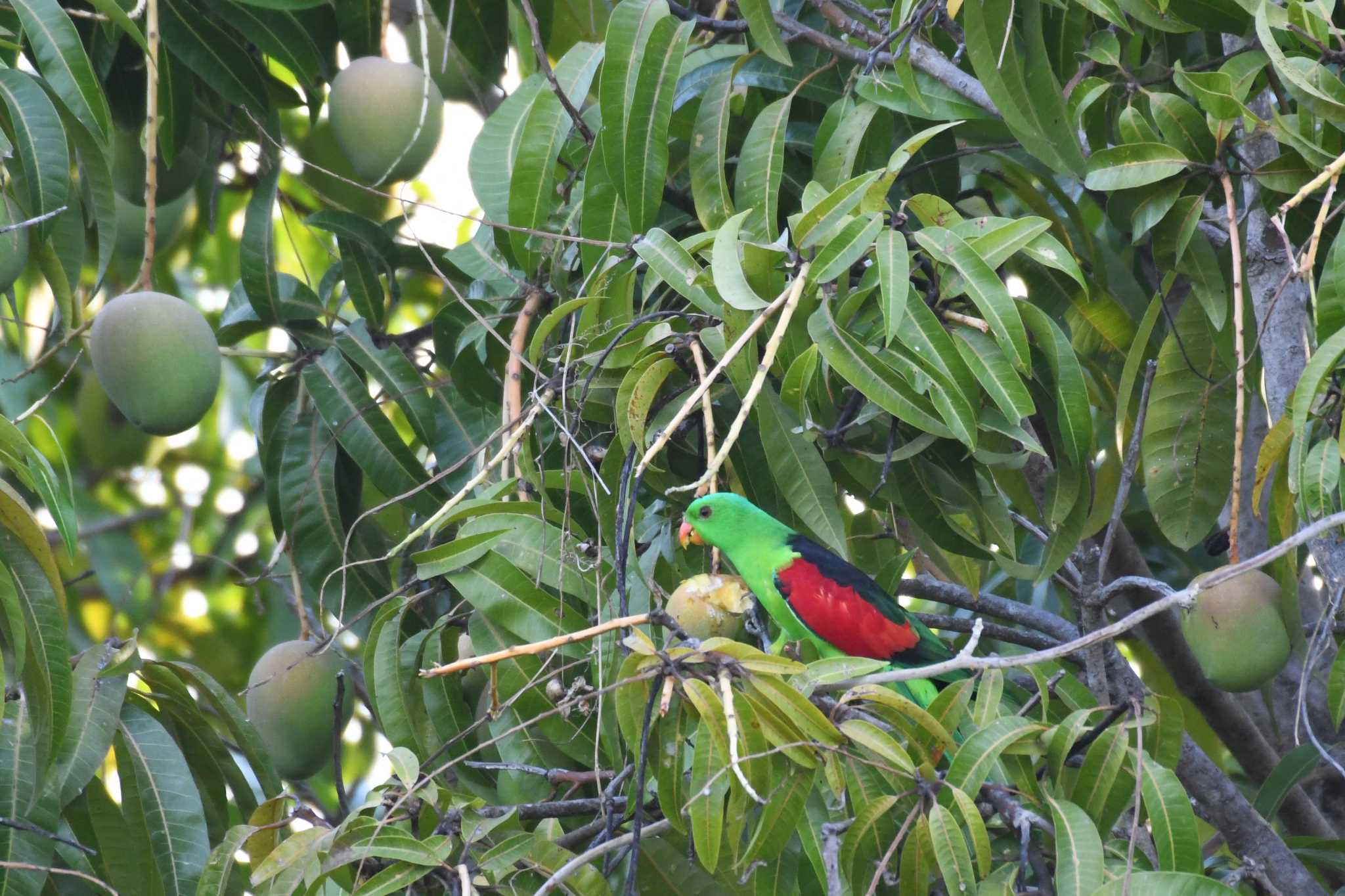 Photo of Red-winged Parrot at オーストラリア,ケアンズ～アイアインレンジ by でみこ