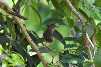 Rufous Shrikethrush オーストラリア,ケアンズ～アイアインレンジ Wed, 10/16/2019