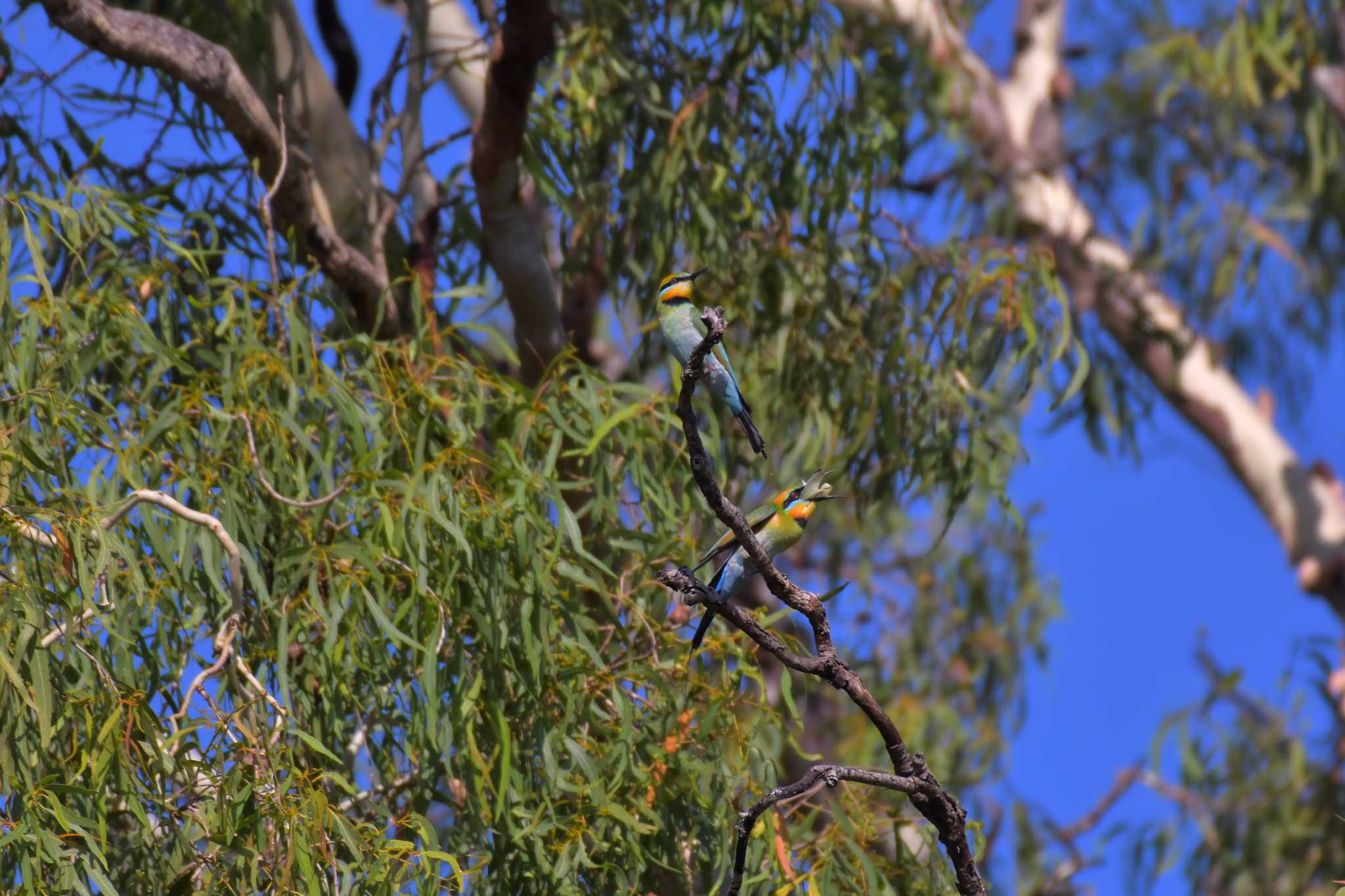 Photo of Rainbow Bee-eater at オーストラリア,ケアンズ～アイアインレンジ by でみこ