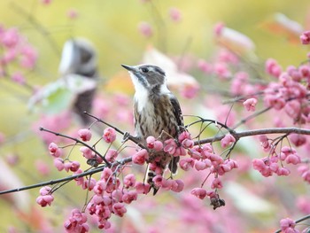 Japanese Pygmy Woodpecker 稲沢市 Thu, 11/28/2019