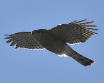 Eurasian Sparrowhawk 高知城 Sat, 11/23/2019