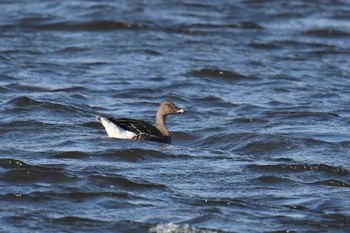 Sun, 11/17/2019 Birding report at Kejonuma Swamp