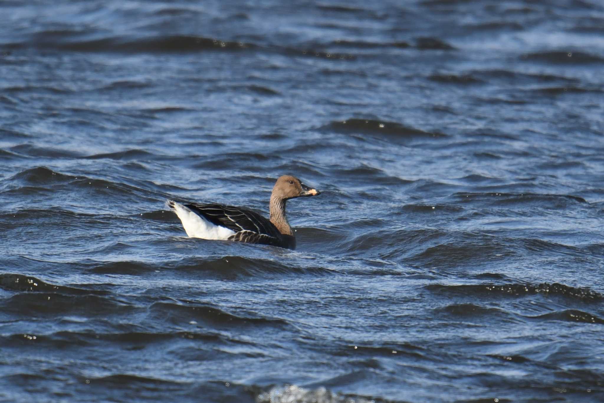 Photo of Taiga Bean Goose at Kejonuma Swamp by あひる