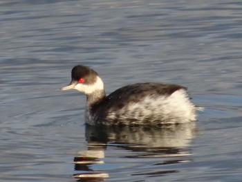 Black-necked Grebe Arima Fuji Park Sat, 12/15/2018