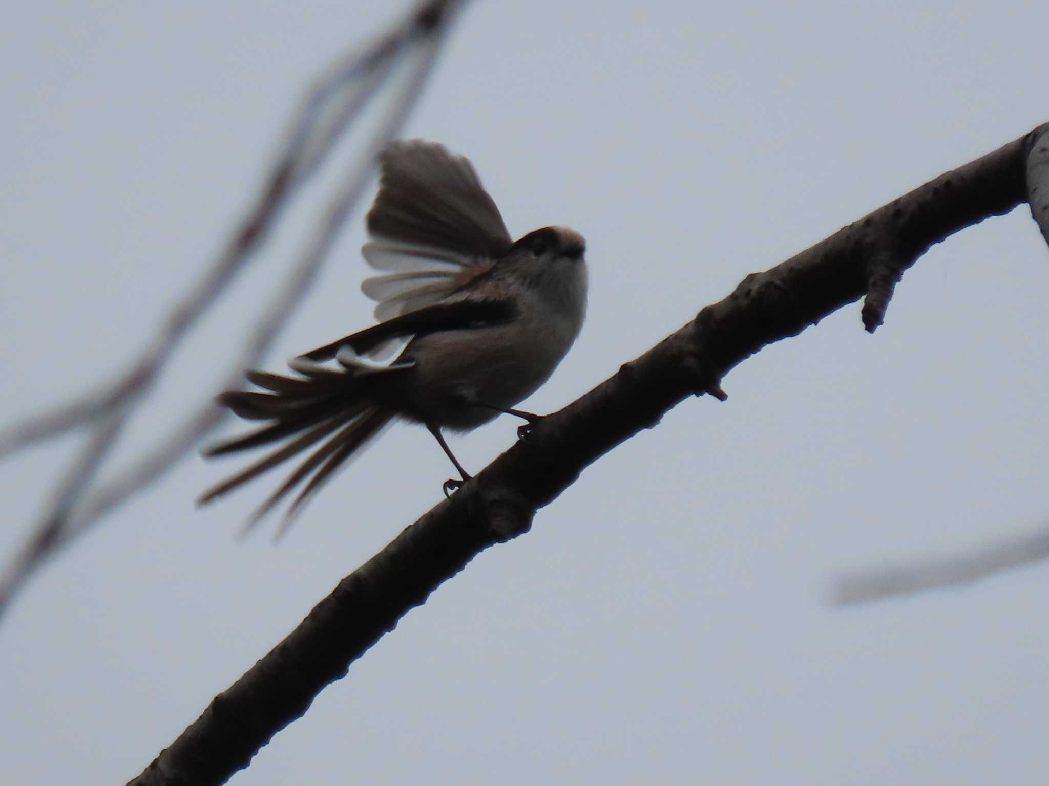 Photo of Long-tailed Tit at  by 38