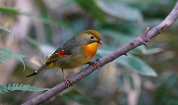 ソウシチョウ 東京都多摩地域 2019年11月17日(日)