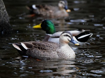 Eastern Spot-billed Duck 大江川緑地 Tue, 11/26/2019