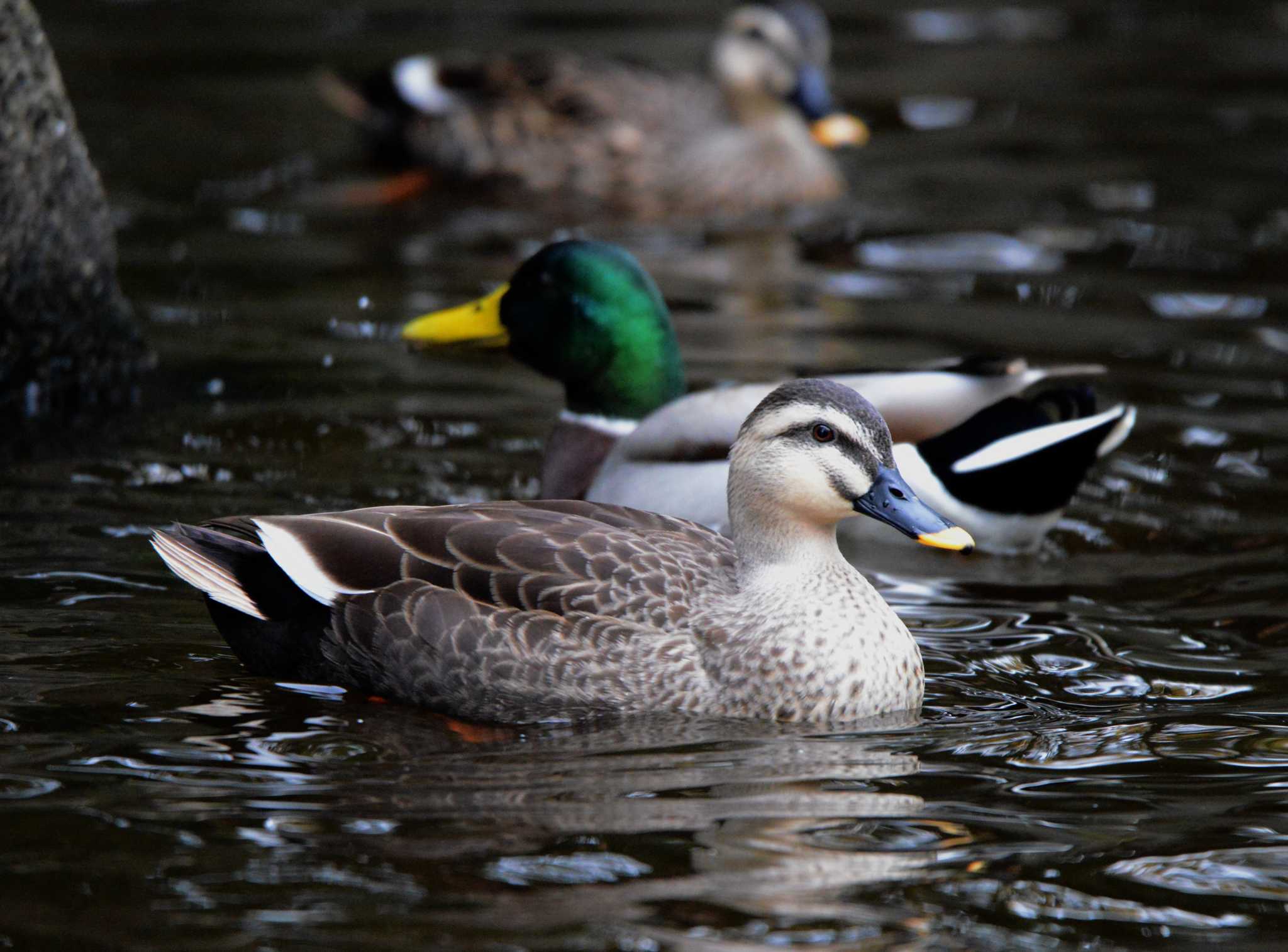 Eastern Spot-billed Duck