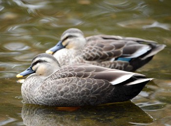 Eastern Spot-billed Duck 大江川緑地 Tue, 11/26/2019