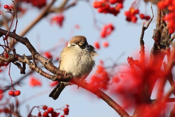 スズメ 北海道 函館市 東山 2019年11月28日(木)