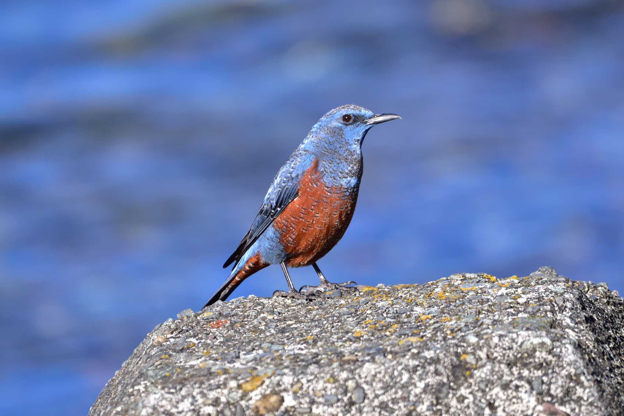 Photo of Blue Rock Thrush at 河津 by ゆう