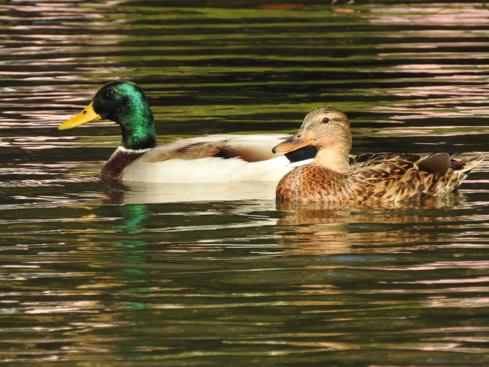 代々木公園 マガモの写真 by TK2