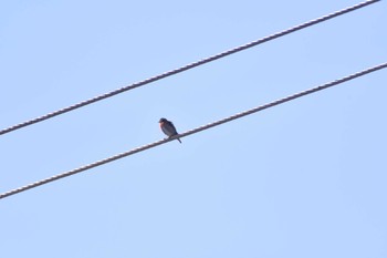 Fire-breasted Flowerpecker オーストラリア,ケアンズ～アイアインレンジ Sat, 10/12/2019