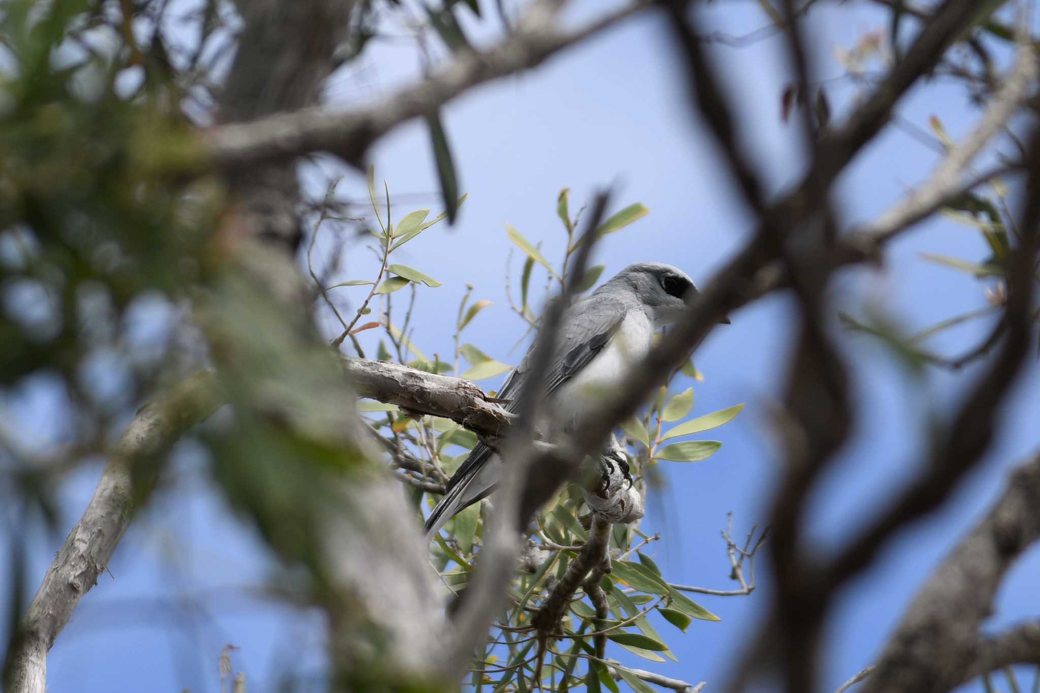 Photo of White-bellied Cuckooshrike at オーストラリア,ケアンズ～アイアインレンジ by でみこ