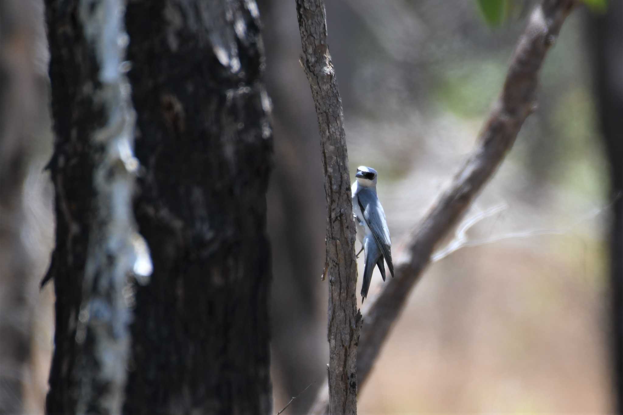 White-bellied Cuckooshrike