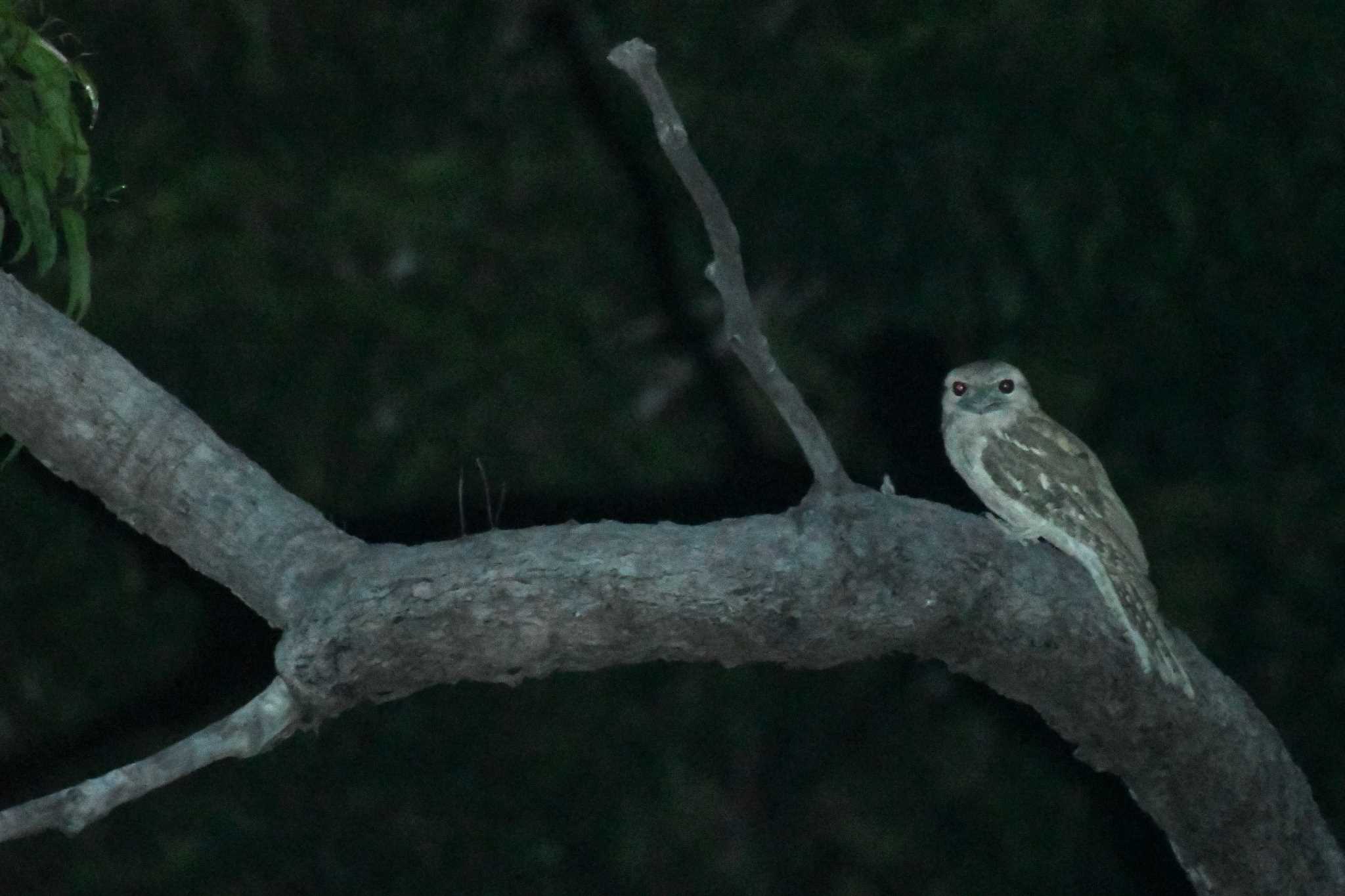 Photo of Papuan Frogmouth at オーストラリア,ケアンズ～アイアインレンジ by でみこ