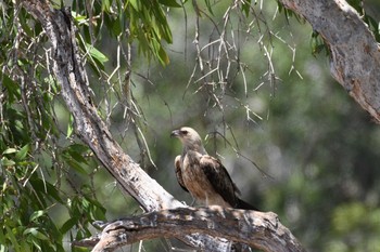 Whistling Kite オーストラリア,ケアンズ～アイアインレンジ Mon, 10/14/2019