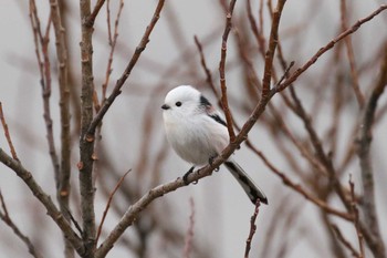 シマエナガ 北海道　函館市　函館空港脇 2019年11月29日(金)