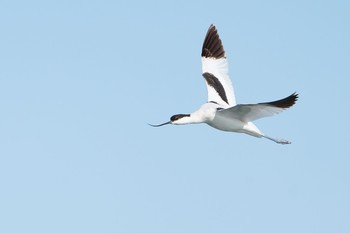 Pied Avocet Unknown Spots Fri, 11/29/2019