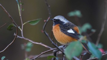 Daurian Redstart 東京都多摩地域 Fri, 11/29/2019