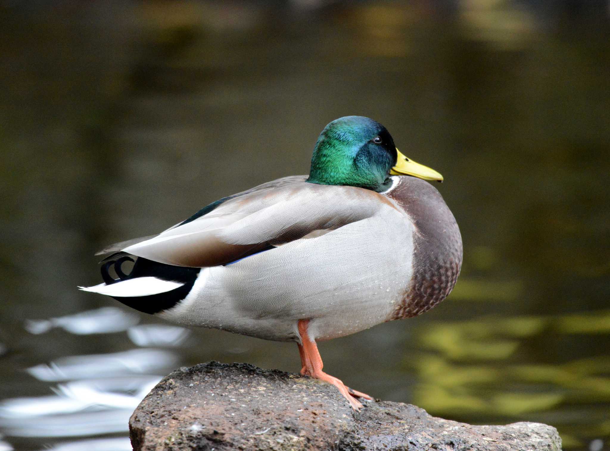 Photo of Mallard at 大江川緑地 by ポッちゃんのパパ