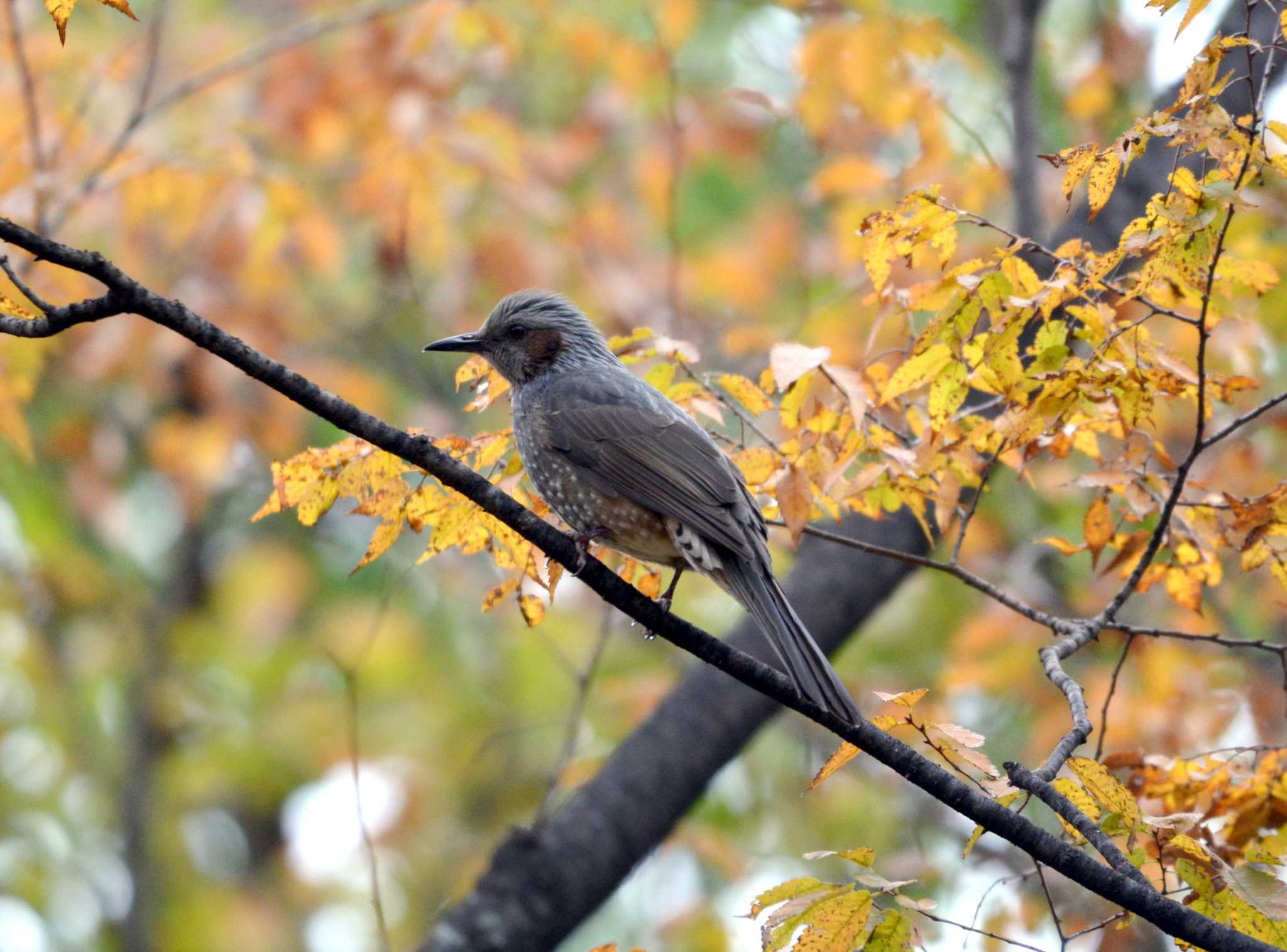 Photo of Brown-eared Bulbul at 大江川緑地 by ポッちゃんのパパ