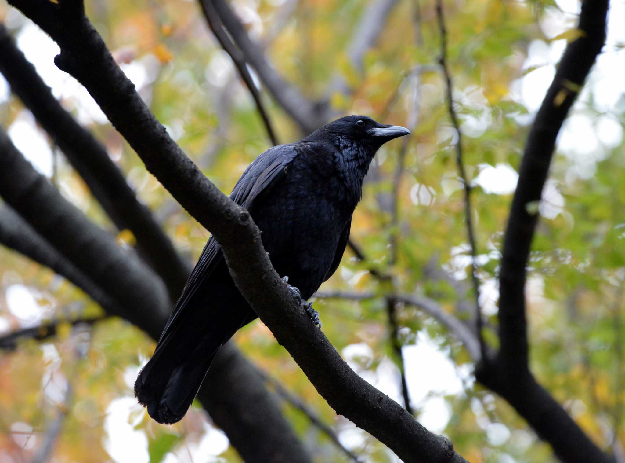 Photo of Carrion Crow at 大江川緑地 by ポッちゃんのパパ