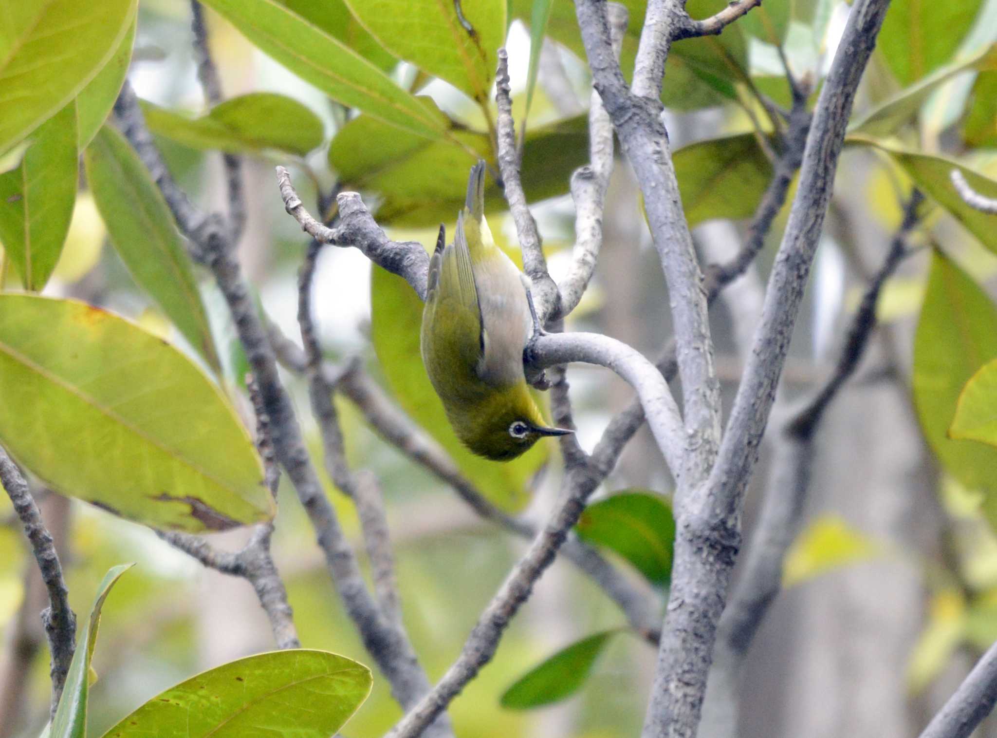 Photo of Warbling White-eye at 大江川緑地 by ポッちゃんのパパ