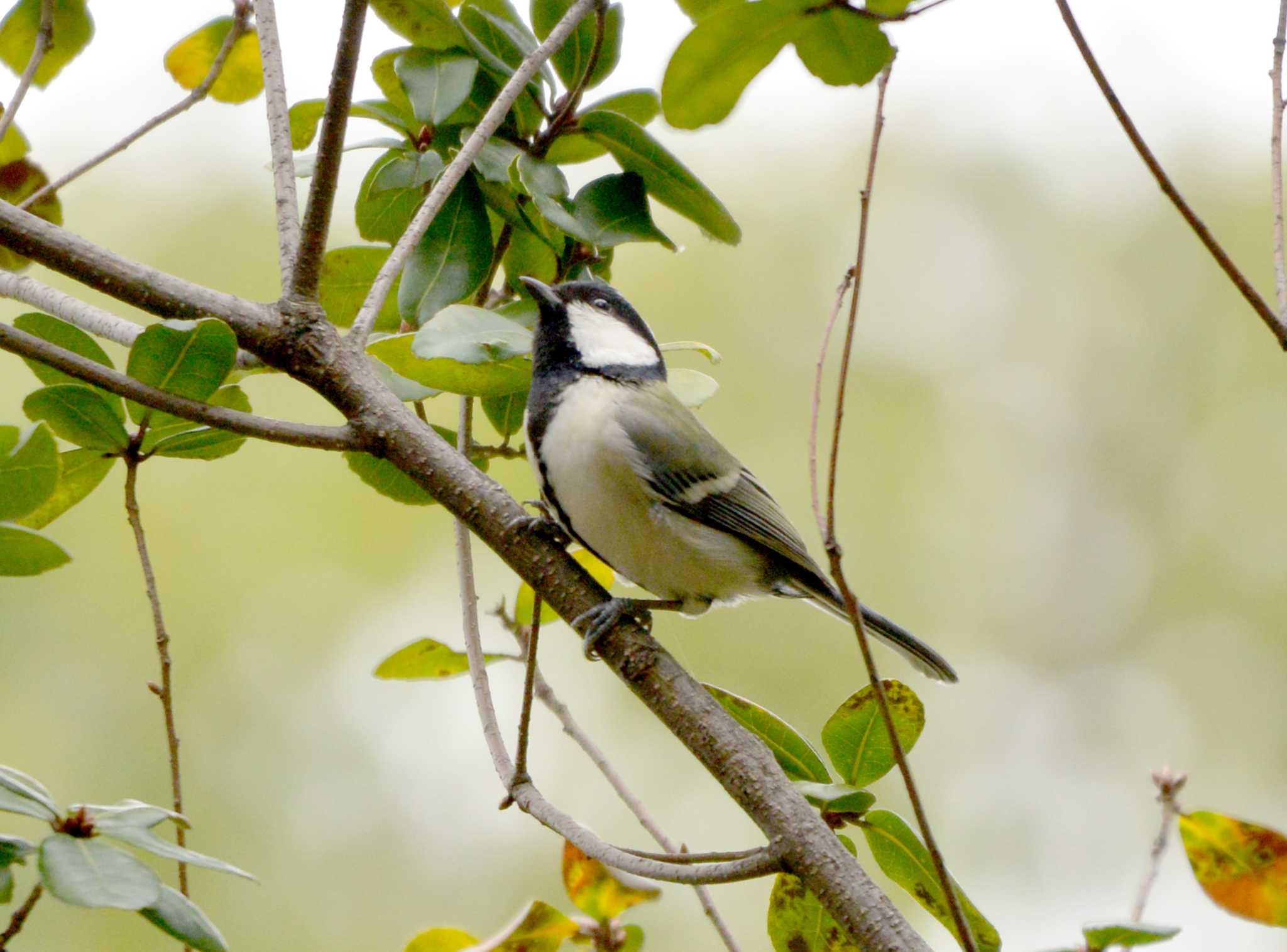 Photo of Japanese Tit at 大江川緑地 by ポッちゃんのパパ