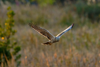 Eastern Marsh Harrier