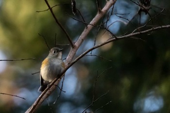 Sat, 11/30/2019 Birding report at 市民鹿島台いこいの森