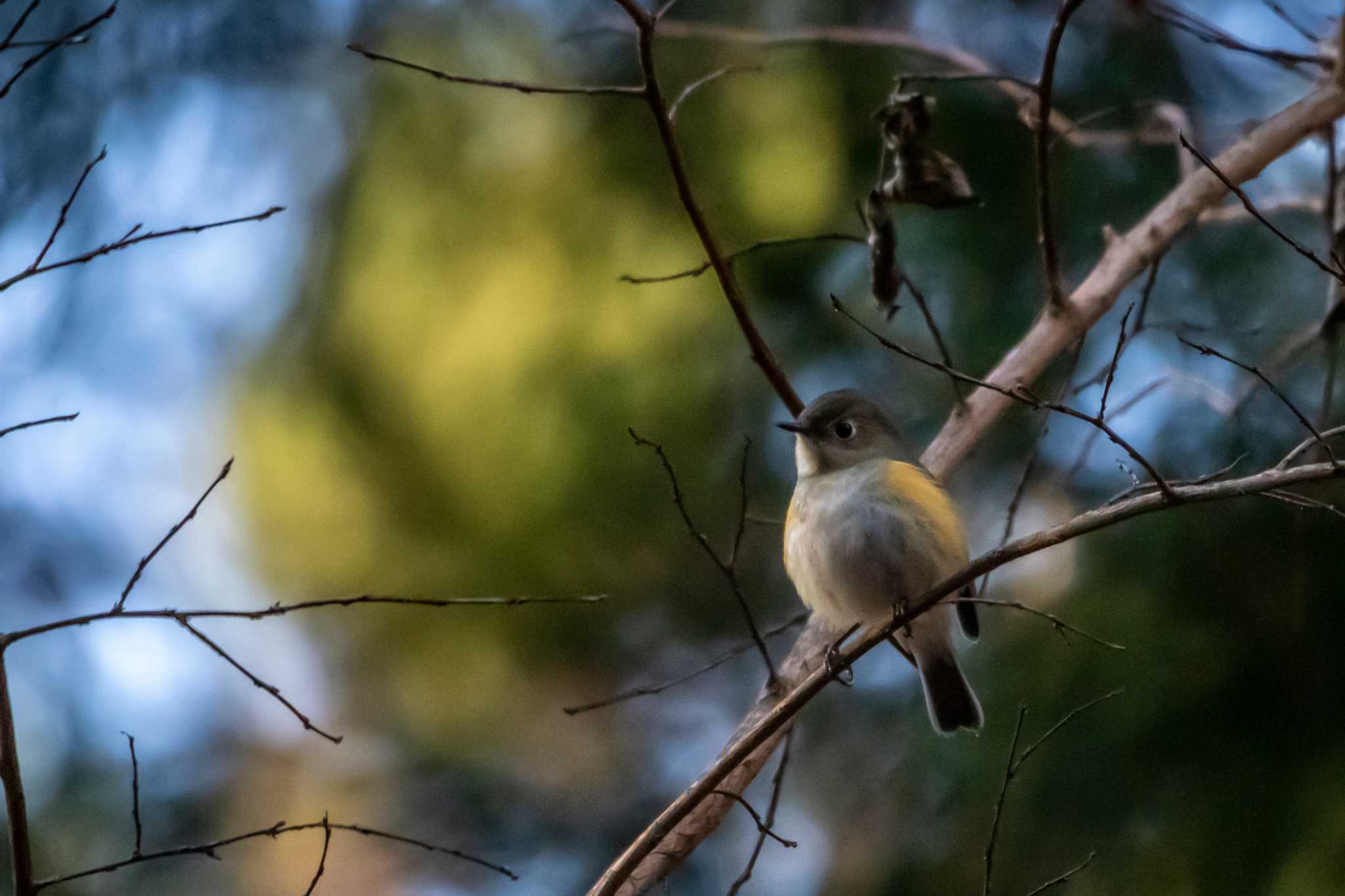 Photo of Red-flanked Bluetail at 市民鹿島台いこいの森 by かつきち