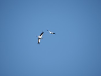 2019年11月30日(土) 渡良瀬遊水地の野鳥観察記録