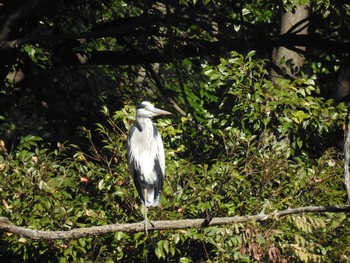 2019年11月30日(土) 光が丘公園の野鳥観察記録